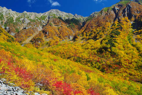 岳沢の紅葉・黄葉